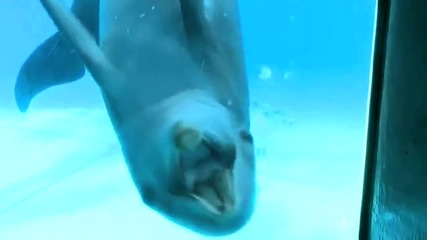 Минутка: 5 интересни факта за делфините