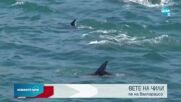 Десетки делфини зарадваха туристите край бреговете на Чили