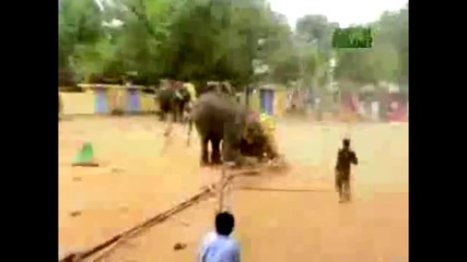 Untamed and Uncut elephant rampage in india