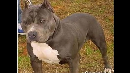 pitbuls 
