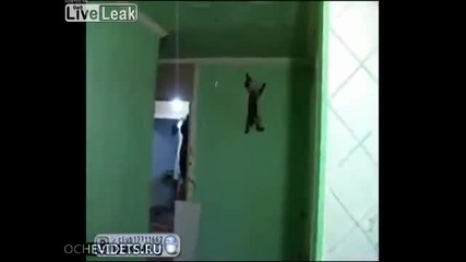 Коте се катери по стени