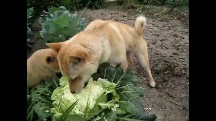 Кучета се хранят със зеле 