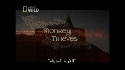 Monkey Thieves - Nat Geo Wild