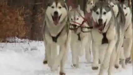 Dogs 101 - Husky