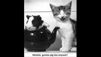 animal pictures 