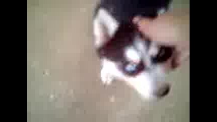 Moeto haski