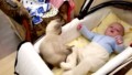 Котка се опитва да успокои бебе, което бушува в кошарата си!