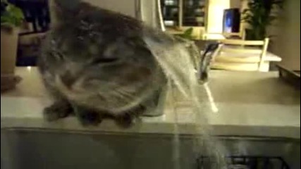 Котка взима душ 