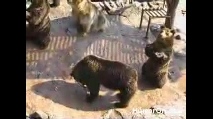 Танцувщи Мечки