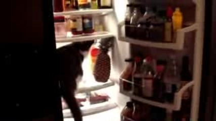 Котка В Хладилник