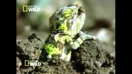 Nat Geo Wild Animals 