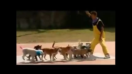 Това е невероятно! 13 кучета скачат на въже за световния рекорд.