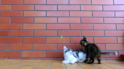 Сладки котенца си играят с лазер.. :)