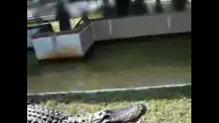 Алигатор захапва ръката на някакъв идиот