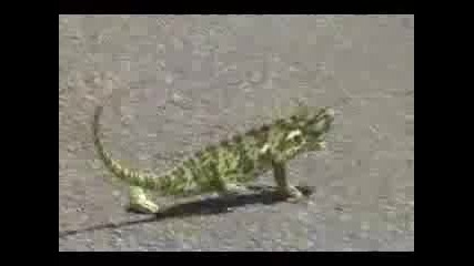 Гущер танцува hip hop