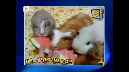 На - рояци.ком | Господари на ефира 5/1/10 |