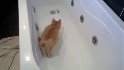 Котенце лови риба във вана
