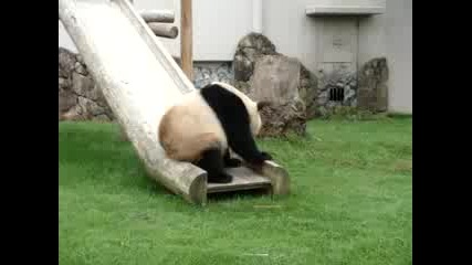 Cute Panda Itching On Slide.flv