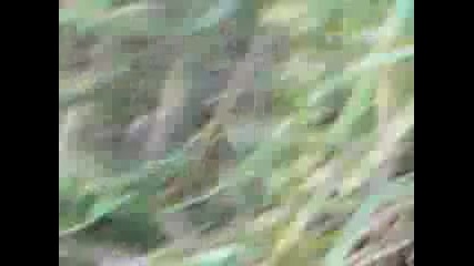 Mov00267