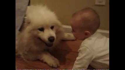 Бебе Срещу Куче