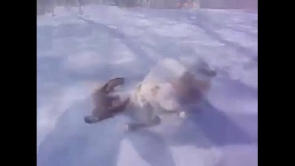 Е това кученце кърти !