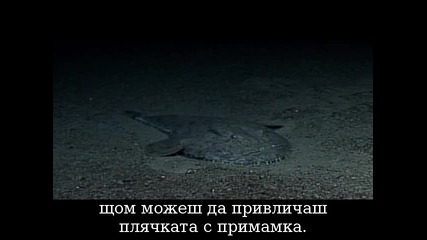Морски Ангел -риба