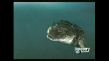 Great White Shark vs Saltwater Crocodile. Shark kills Croc. 