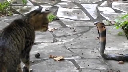 Котка срещу Кобра!