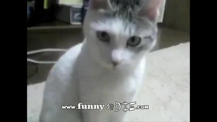 Бийбър срещу котка *смях* 
