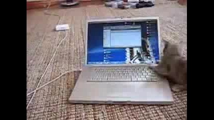 Котенце Си Играе С Лаптоп