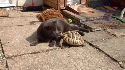 Компилация Смях !.. Tortoises chasing cats and dogs - Funny animal compilation(720p)