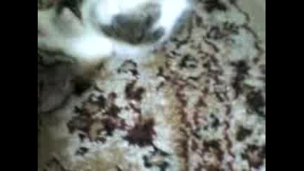 Коте