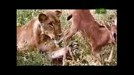 Weird True & Freaky - Lion Adopts Antelope
