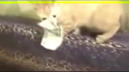 Компилация забавни животни