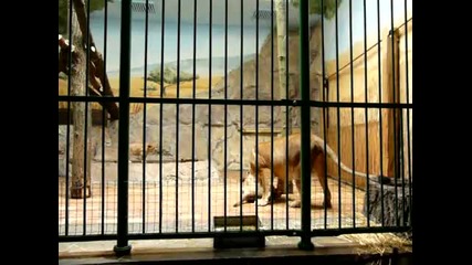 Лъвове в зоопарка на София