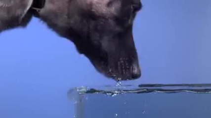 Как едно куче пие вода в *забавен кадър* 