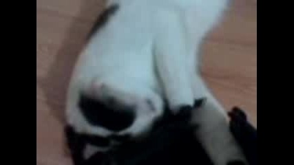 Смешна котка