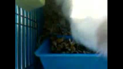 Морското Ми Свинче Xd