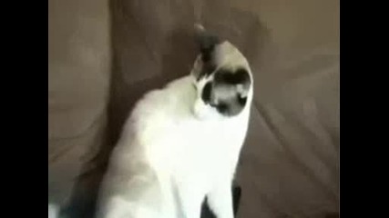 Странни животни