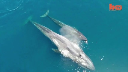 Сини китове заснети от дрон