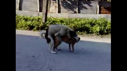 кой си заклещи пишунката