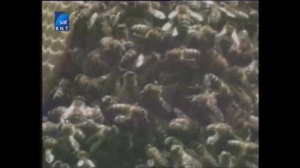 Насаме с пчелите(bg Audio) 16 част 