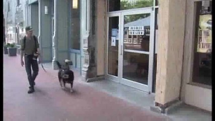 Вечна любов между куче, котка и мишка!!
