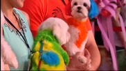 В Тайпе кучета облякоха футболни фланелки