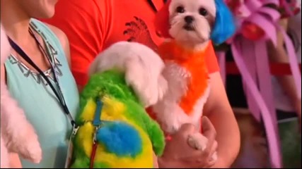 В Тайпе кучета облякоха футболни фланелки