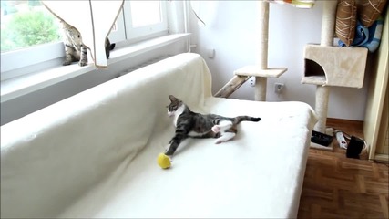 Котето Никита си играе със жълто топче.