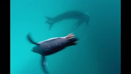 Face-off With a Deadly Predator