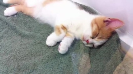 Котенцето в един момент заспива