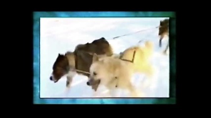 Accagas - I'm Alive (1995)