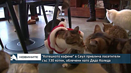 "Котешкото кафене" в Сеул привлича посетители със 130 котки, облечени като Дядо Коледа